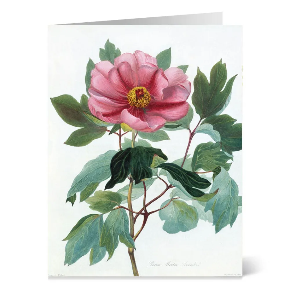 Botanical Illustrations Notecards*The Met Store Sale